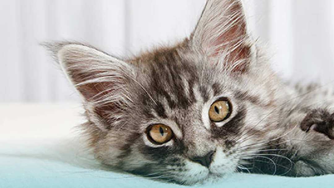 Understanding Getting a New Cat | Purina